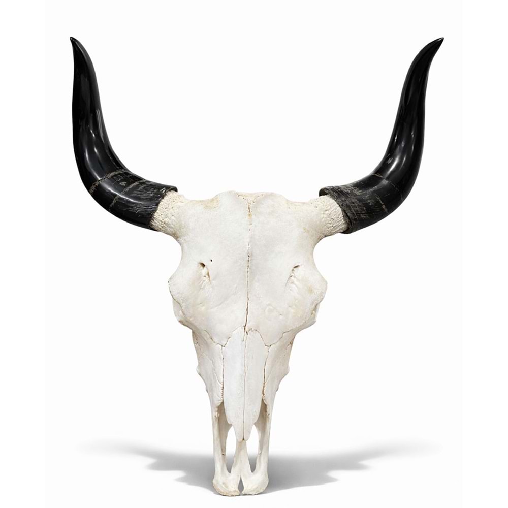 Dekoratif Boynuzlu Bufalo Kafatası Duvar Objesi Alk5319