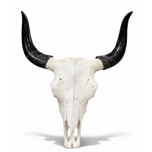 Dekoratif Boynuzlu Bufalo Kafatası Duvar Objesi Alk5319